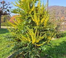 En cette fin octobre, déjà des fleurs pour ce Mahonia 'Winter sun' !