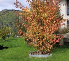 Bien dodu, ce Cercidiphyllum japonais ou Arbre caramel, joliment coloré l'automne. Contrairement à l'arbousier, ses racines sont superficielles et étalées.