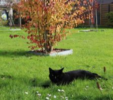 Ah qu'on est bien parmi les pâquerettes dans l'herbe verte. Je regarde l'humaine qui travaille, quelle idée !