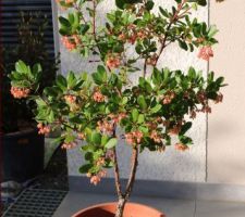 Arbutus unedo, un arbousier, variété 'Rubra', un persistant méditerranéen qui fleurit rose l'automne et attire les abeilles. Résiste à -10 (pas pour les sols lourds). Ses racines peuvent descendre jusqu'à 10m, donc très résistant à la sécheresse.