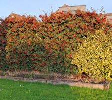 Baies rouges pour ce Cotoneaster 'Lacteus' (ou 'Lactea'), aux feuilles persistantes. Les merles adorent !