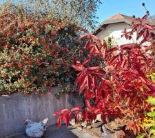 Cotoneaster 'Franchetii', aux petites feuilles persistantes (je le taille souvent pour le garder dense et trapu). Feuillage rouge éclatant pour son voisin, le Weigelia florida 'Winds of fire', particulièrement beau en août-septembre-octobre.