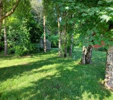 Les arbres seront &agrave; couper malheureusement