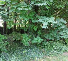 Les arbres vers le milieu du terrain