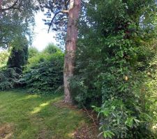 Les arbres seront &agrave; couper malheureusement
