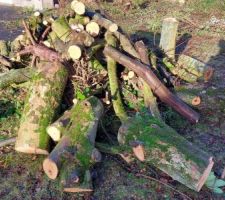 Début coupe des arbres.