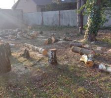 Coupe des arbres, encore