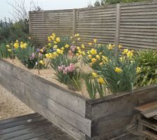 Fleurs de mi mars 2025 anémones jonquilles et jacinthes