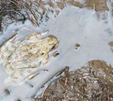 Grenouille rousse venant de pondre