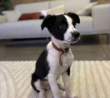 Un nouvel habitant à la maison? Arès, petit croisé border collie de 3 mois !