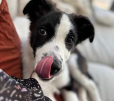 Un nouvel habitant à la maison? Arès, petit croisé border collie de 3 mois !