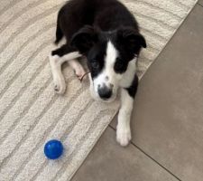 Un nouvel habitant à la maison? Arès, petit croisé border collie de 3 mois !