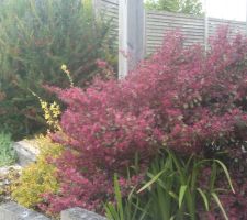 Enfin installé et couvert de fleurs roses cette année 2025