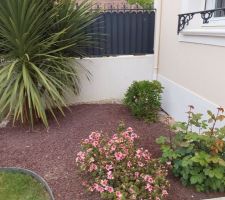 PLANTATION D UN PITTOSPORUM TOBIRA