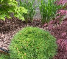 Jardin - 2ème printemps - pinus nigra Marie Bregeon