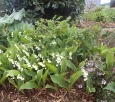 Offert a tous ceux qui regardent la photo c'est virtuel  le muguet est bien fleuri cette année
