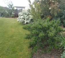 Cotonéaster et arbre a thé a fleurs blanches, en remontant vers la maison