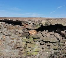 D&eacute;gagement de la v&eacute;g&eacute;tation du mur, un arbre &agrave; pouss&eacute; dans les pierres, il faut tout reconstruire !