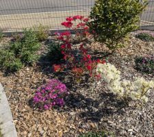 Azalée et autres plantes fleuries, devant l entrée de la maison