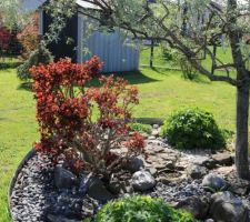 Les feuilles du cotinus sortent, très colorées au printemps