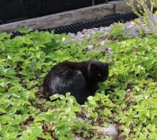 Chaperlipopette, un chat dans la fraisière !