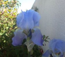 Iris bleu ce jour