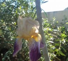 Iris bi color ce jour