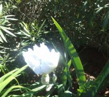 Iris bleu ciel ce jour