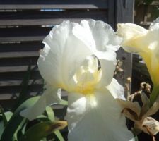 Iris blanc ce jour
