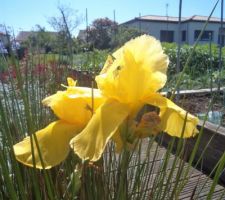Iris jaune ce jour