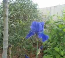 Iris bleu a fleuri ce 4 mai