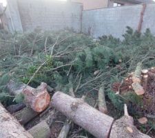Coupe des arbres existants