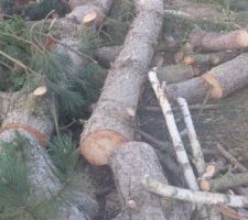 Coupe des arbres existants