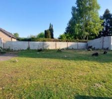 Terrain sans arbres, mais il reste les souches