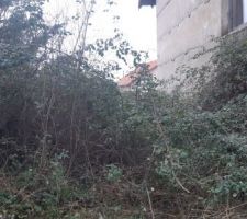Une montagne de ronces !