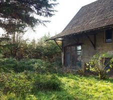 Le terrain envahi par la végétation