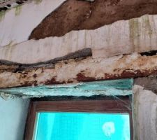 Linteau fenêtre RDC - Champignon Postia ptychogaster