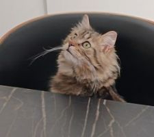 Nouvelle habitante qui se tient déjà bien à table