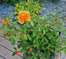 Premières roses de l'année
