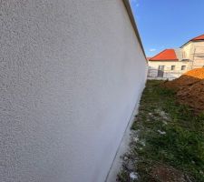 Crépis