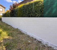Crépis mur de clôture arrière