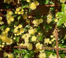Rosier en fleurs