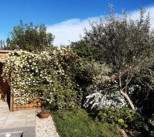 Rosier en fleurs