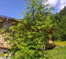 Le sorbier est tout en feuilles !