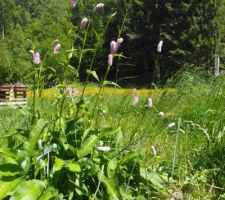 Une grosse touffe de Renouée Bistorte, que j'ai laissée en coupant l'herbe autour