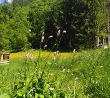 Une grosse touffe de Renouée Bistorte, que j'ai laissée en coupant l'herbe autour