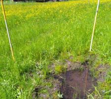 La flaque aux t&ecirc;tards