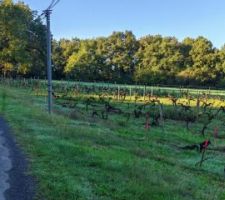Le terrain est parciellement occup&eacute; par une vigne depuis 60 ans ! fini pour elle
