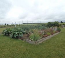 Evolution du potager qui donne les courgettes en ce moment, la récolte des premieres pommes de terre imminente ...ça pousse vite .