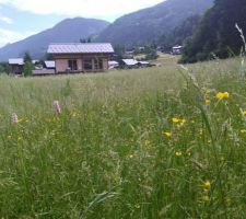 La Bistorte flotte sur une nappe d'herbes de prairie